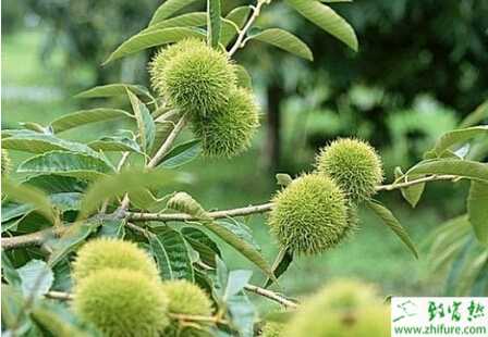 种板栗冬季如何修剪