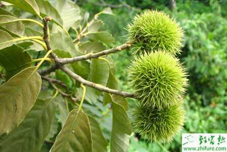 种板栗嫁接“两法”