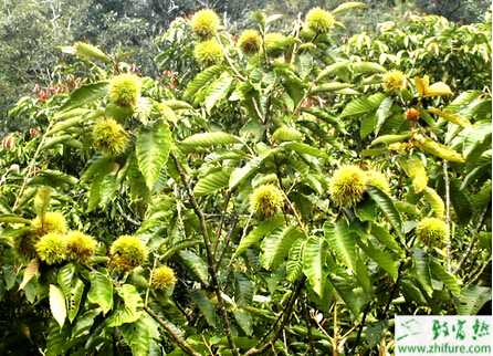 种板栗之板栗树采后的管理