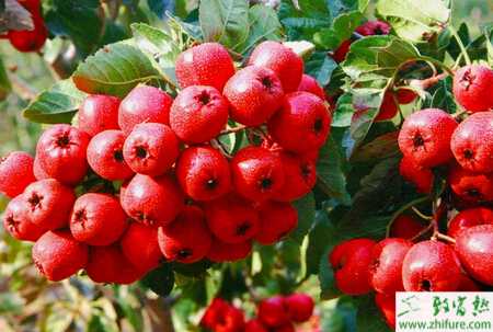 种山楂之山楂树整形修剪