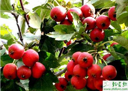 种山楂的圆斑根腐病防治