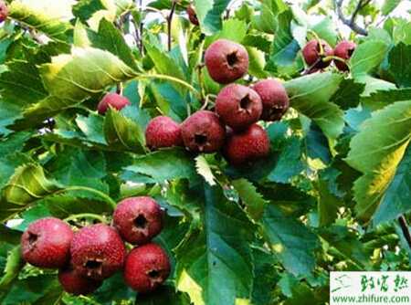 种山楂白纹羽病的防治