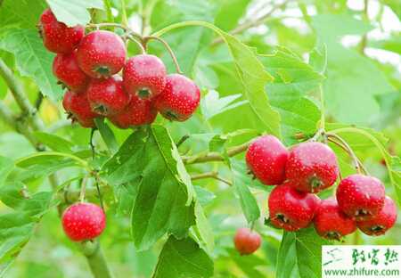 种山楂四种害虫防治