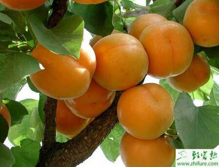 种杏树采果后的管理