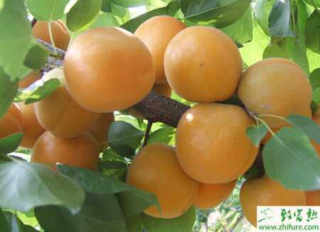 秋季杏树的管理