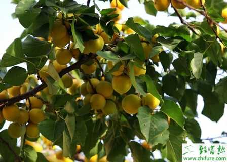 杏树的冬季修剪经验