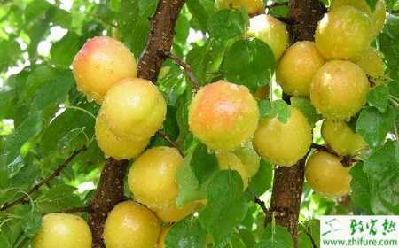 杏树栽培的虫害防治经验