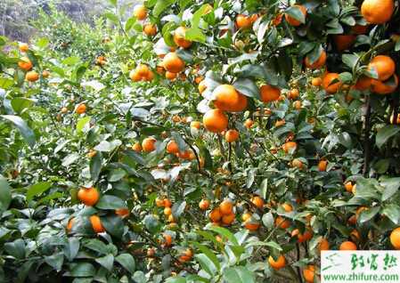 种沙糖桔断根促根经验