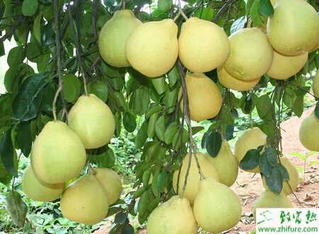 种柚子青霉病和绿霉病的防治
