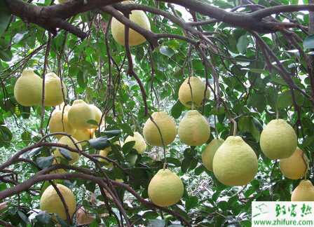 种柚子溃疡病的防治