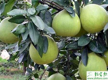 种柚子一年栽培管理经验