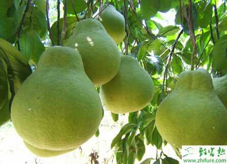 种柚子的整形修剪法