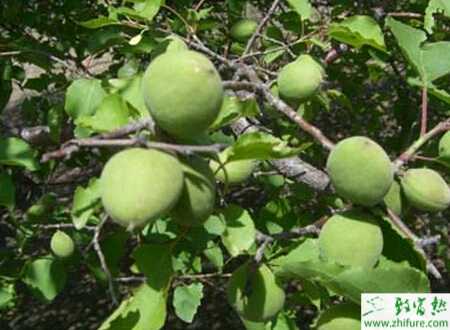 如何高效栽培仁用杏