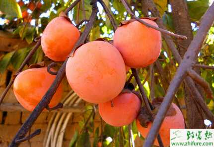 如何高产优质栽培甜柿子