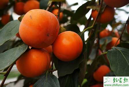 冬季柿子树园如何管理