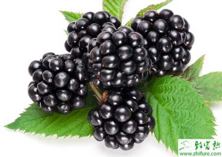 种黑莓害虫斑须蝽的防治