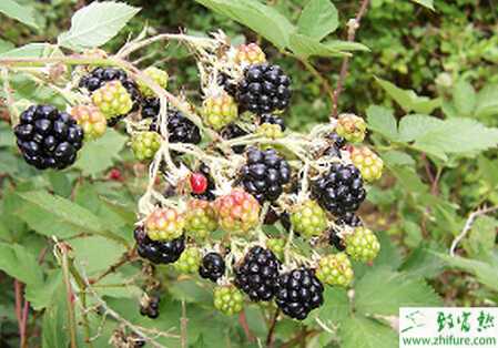 如何栽培美国的黑莓