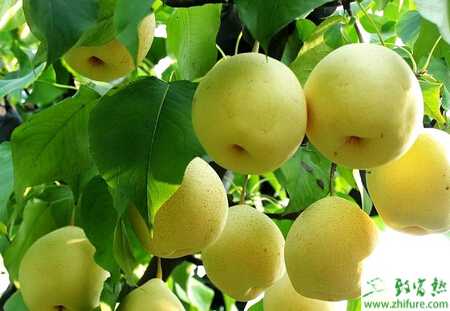 种梨树搞好梨树拉枝促进早结丰产