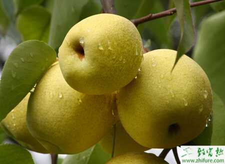 夏季梨树整形修剪及管理