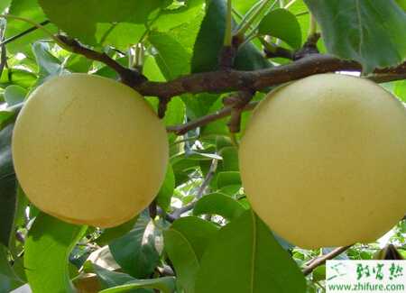 梨果采收后的梨树保叶措施