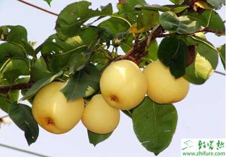 种梨树把好梨树管理第一关