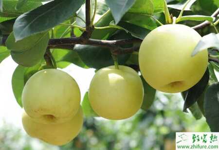 矮化密植栽培梨树的要点