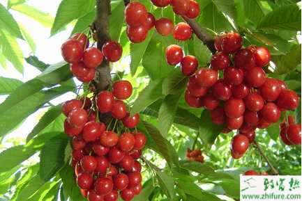 种樱桃育苗技术要点