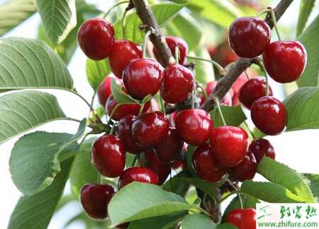 种樱桃之樱桃幼树安全越冬的措施