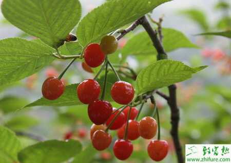 种西印度樱桃的繁殖技术