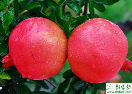 庭院栽种石榴的技术