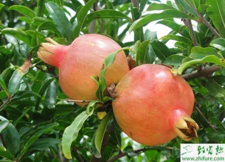 山地石榴矮化密植栽培经验