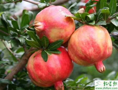优质丰产栽培石榴的技术