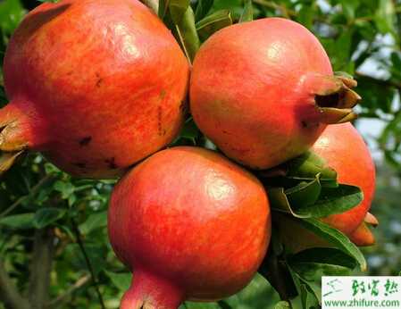 种石榴促进石榴坐果的技术措施