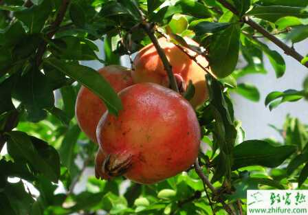 种石榴扦插苗期炭疽病的防治