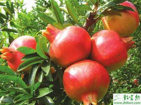 种石榴裂果的预防