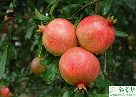 种石榴之无公害石榴生产技术