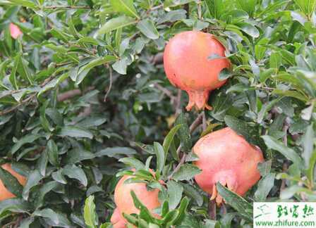 种石榴的繁殖技术