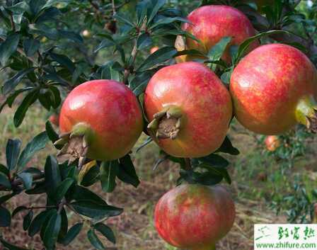 种石榴采果后的管理