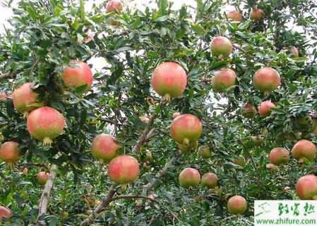 种石榴整形修剪的方法