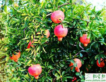 种石榴膨大期的管理技术