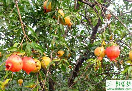 种石榴病茶蓑蛾的防治