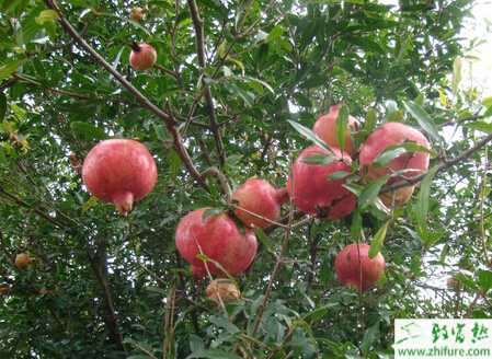 种石榴成熟期裂果防治