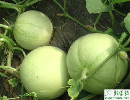 种甜瓜的枯萎病防治