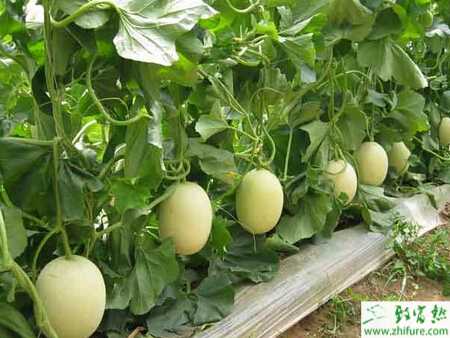 种甜瓜白粉病的防治