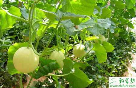 反季节无公害栽培厚皮甜瓜的技术