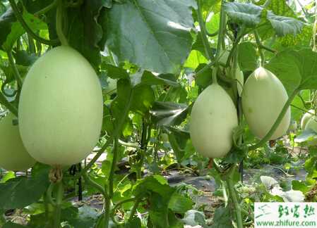 种甜瓜化瓜原因及防治方法