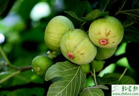 种无花果的栽培管理