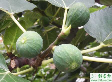 温室如何栽培无花果