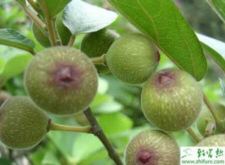 种无花果的冬季修剪方法