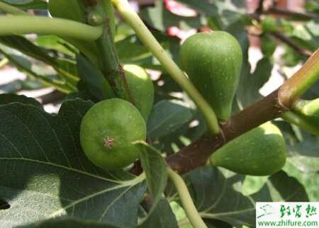 种无花果修剪技术